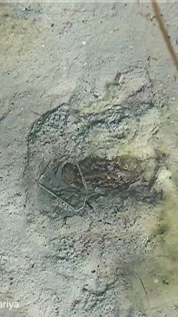 Вы видели, как краб прячется? Посмотрите, это интересно)