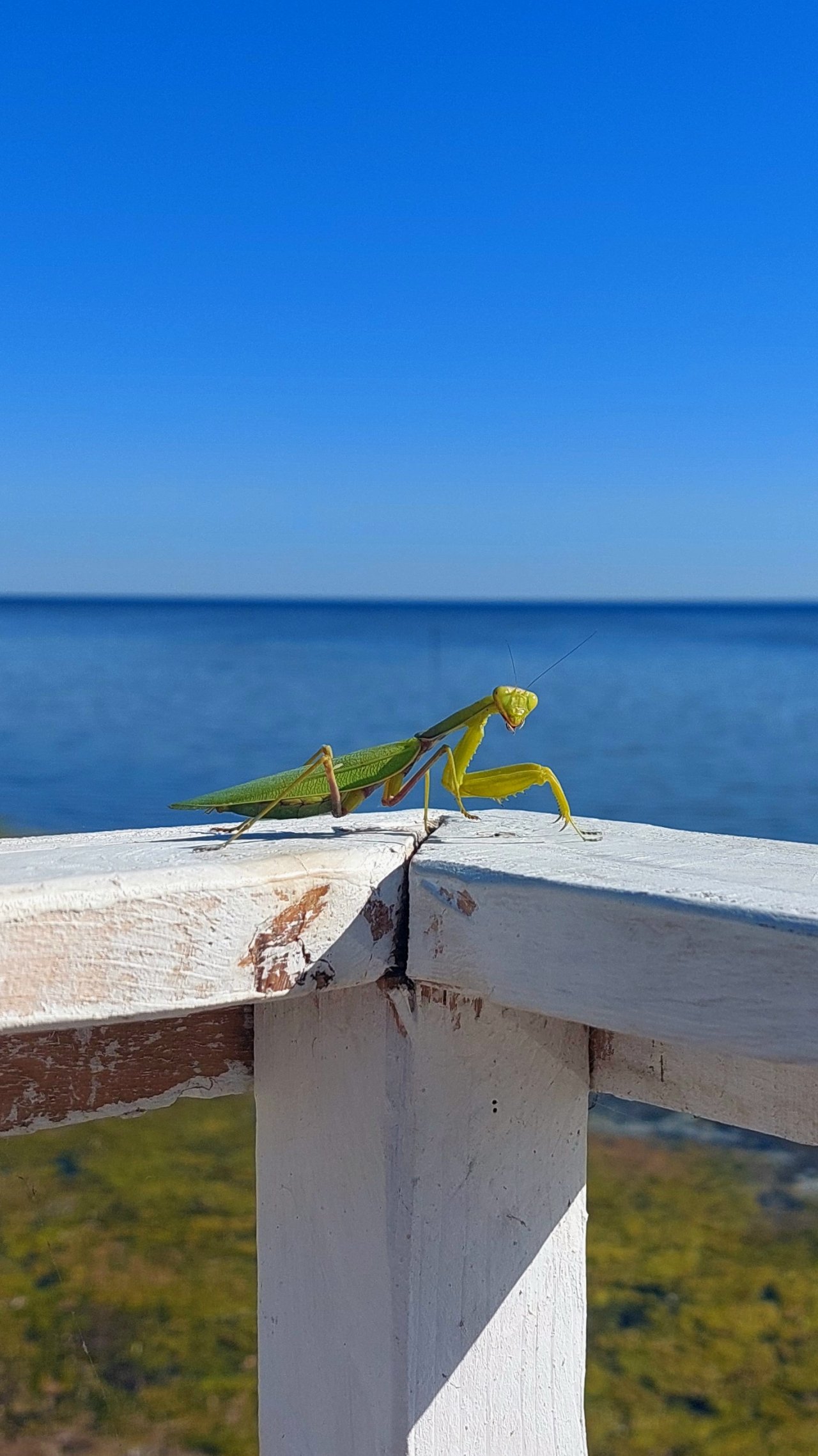 Любознательный богомол и Море.