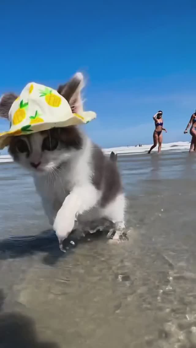 🤣 "Морской" котик 🤣