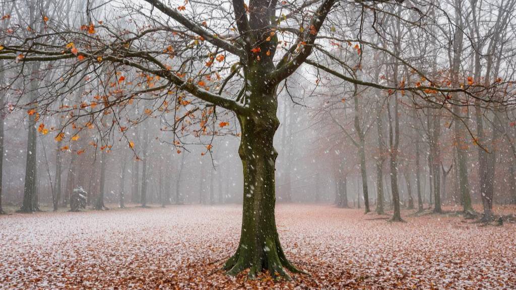 ХОЧУ ВСЁ ЗНАТЬ: "Почему осенью листья падают?" (8+)