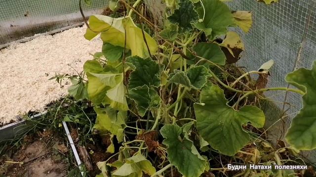 Репортаж из теплицы. Так не надо делать!