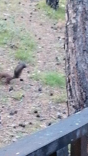 Улан-Удэ. Белка в сосновом лесу.