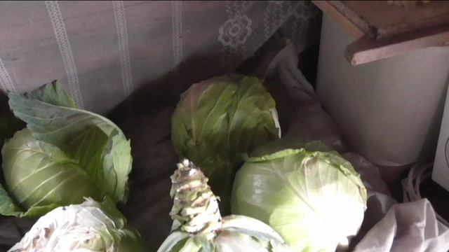 Последняя капуста белокочанная.