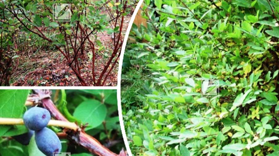 Обрезка жимолости осенью для обильного урожая весной