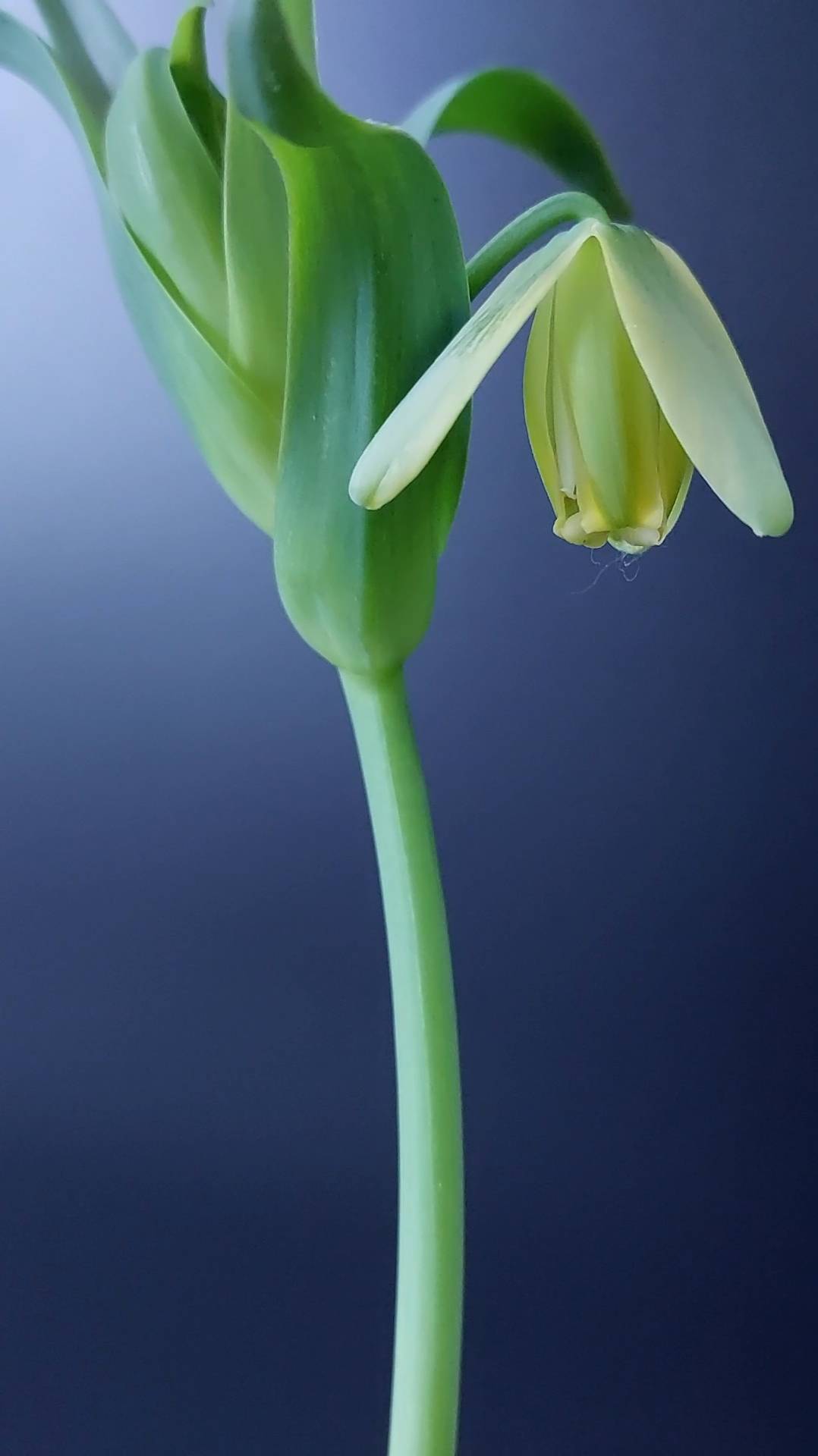 Альбука спиральная цветет #альбука #цветы #комнатныерастения #суккуленты