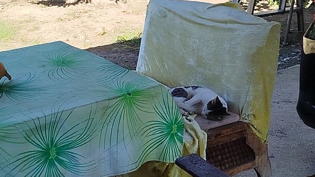 Кошка нежно спит