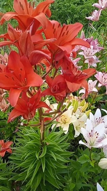 Как подкармливать лилии весной летом и осенью