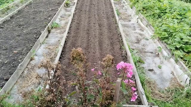 Сроки посадки озимого чеснока осенью под зиму в открытый грунт