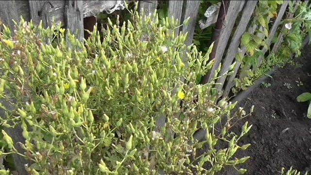 Убираю семена салата