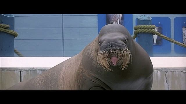 63. Дичь и эволюция