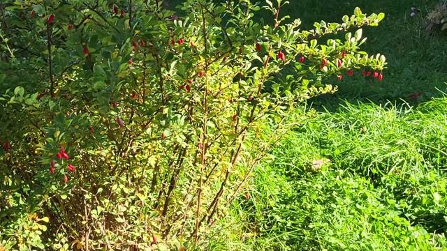 День осеннего равноденствия. Cats on the Day of the Autumn Equinox