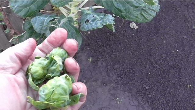 Капуста брюссельская ДРУЖНАЯ СЕМЕЙКА