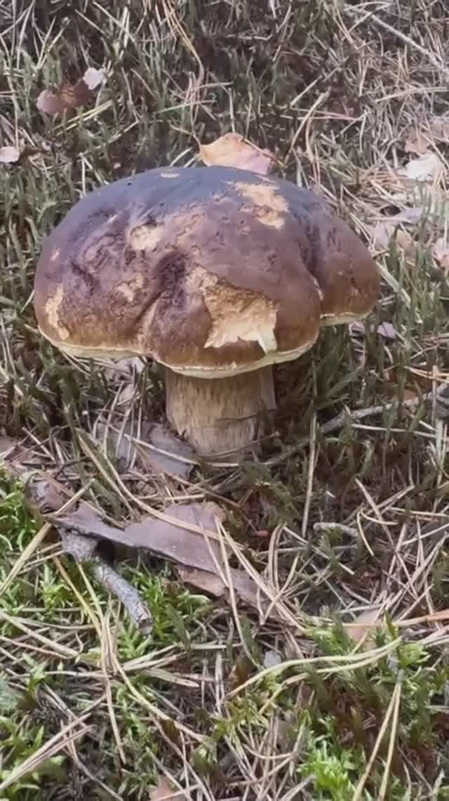 Собираем грибы съедобные - Пошли собирать грибы