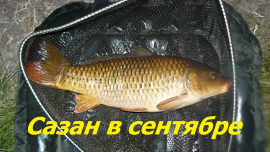 КАК ЛОВИТЬ САЗАНА в СЕНТЯБРЕ? НАЖИВКИ и СНАСТИ для ЛОВЛИ САЗАНА. МЕСТА и ВРЕМЯ для РЫБАЛКИ на САЗАНА