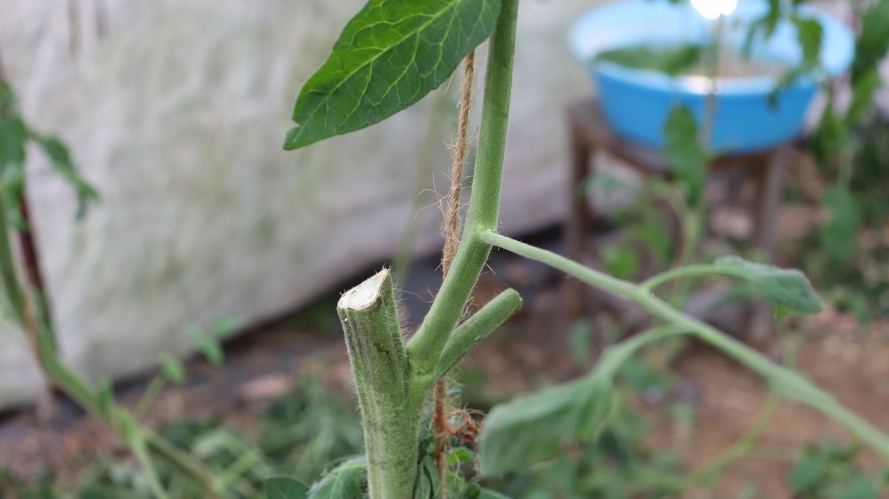 Опыт с пасынками томатов