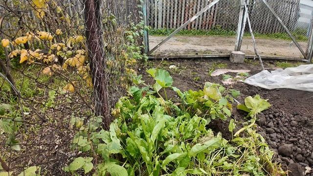 Все! Закрываем дачный сезон // Убираем, пашем, собираем урожай, отдыхаем