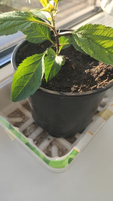 Яблонька из семечка.