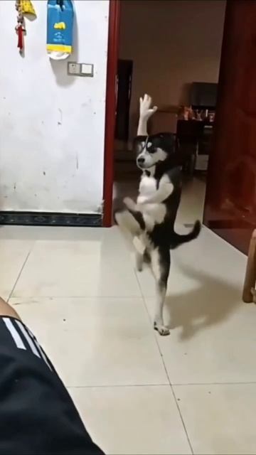 Мега Каролина и собака! #мегакаролина #суперкаролинашоу #юмор #вайны #прикол #рекомендации #топчик