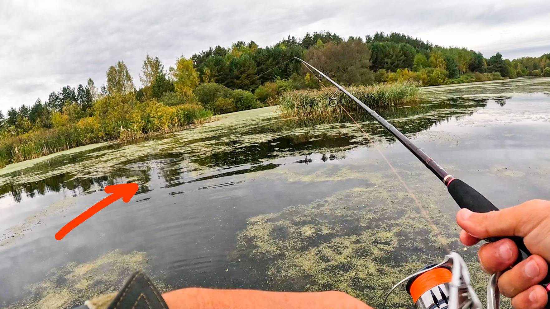 ВОТ ЭТО Я ПОДОБРАЛ ПРОВОДКУ на НЕОГРУЗКУ. ТУТ СОТНИ ЩУК. Рыбалка на спиннинг в 2025