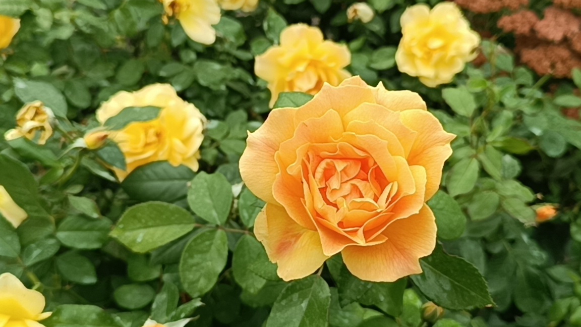 Невероятная цветунья роза Изи Гоуинг (Easy Going).