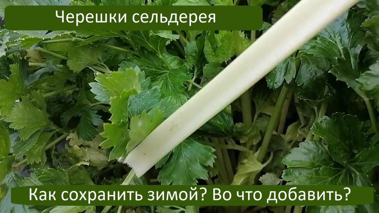 Черешковый сельдерей на зиму. Что с ним готовить?