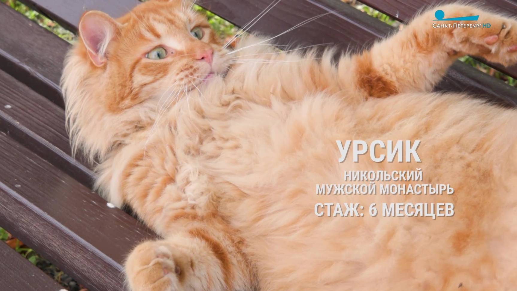 Кот Урсик: рыжий котохранитель Староладожского Никольского мужского монастыря