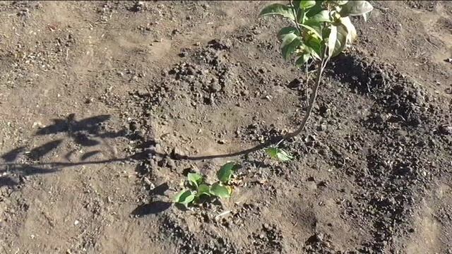 Яблони в конце сентября