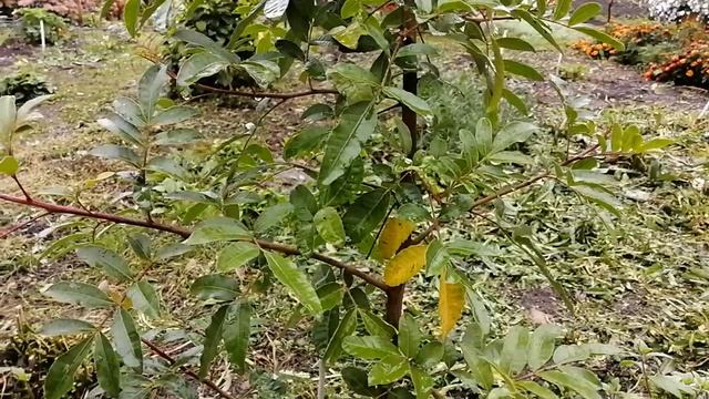 Выращивание розового перца от семечка до куста