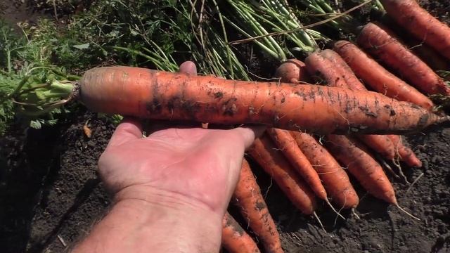 Урожай моркови