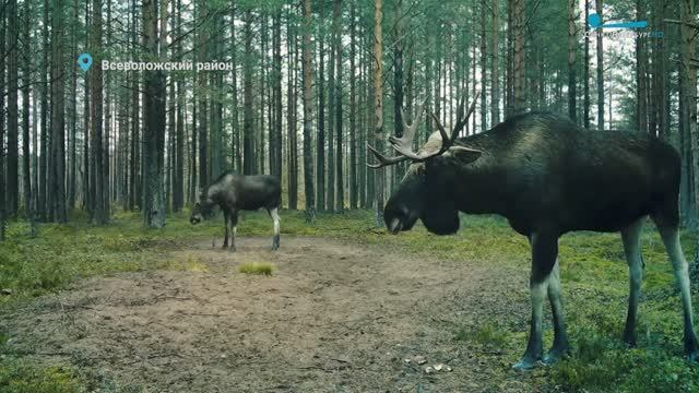 Брачные турниры лосей, медведь и лиса в населённом пункте и заяц-беляк пока в летнем одеянии