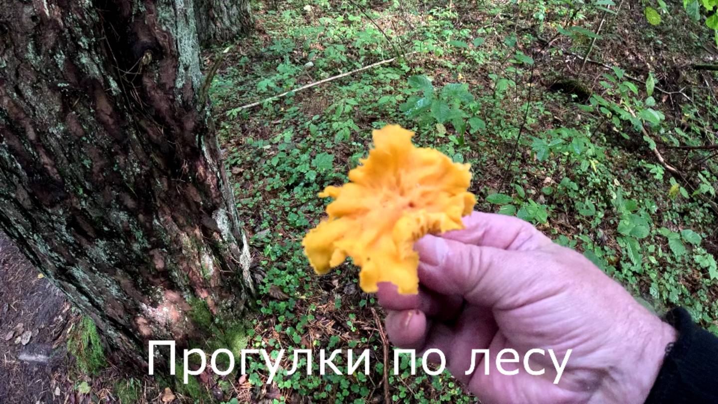 Прогулки по лесу.  Снял фото ловушку, и нашел немного лисичек.