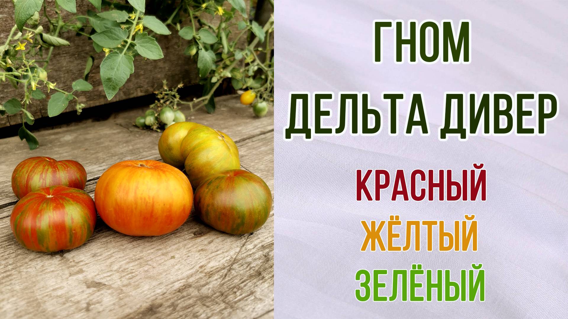 Гном томатный "ДЕЛЬТА ДИВЕР"  красный, жёлтый и зелёный. Обзор + Отзыв. Вкус. Урожайность.