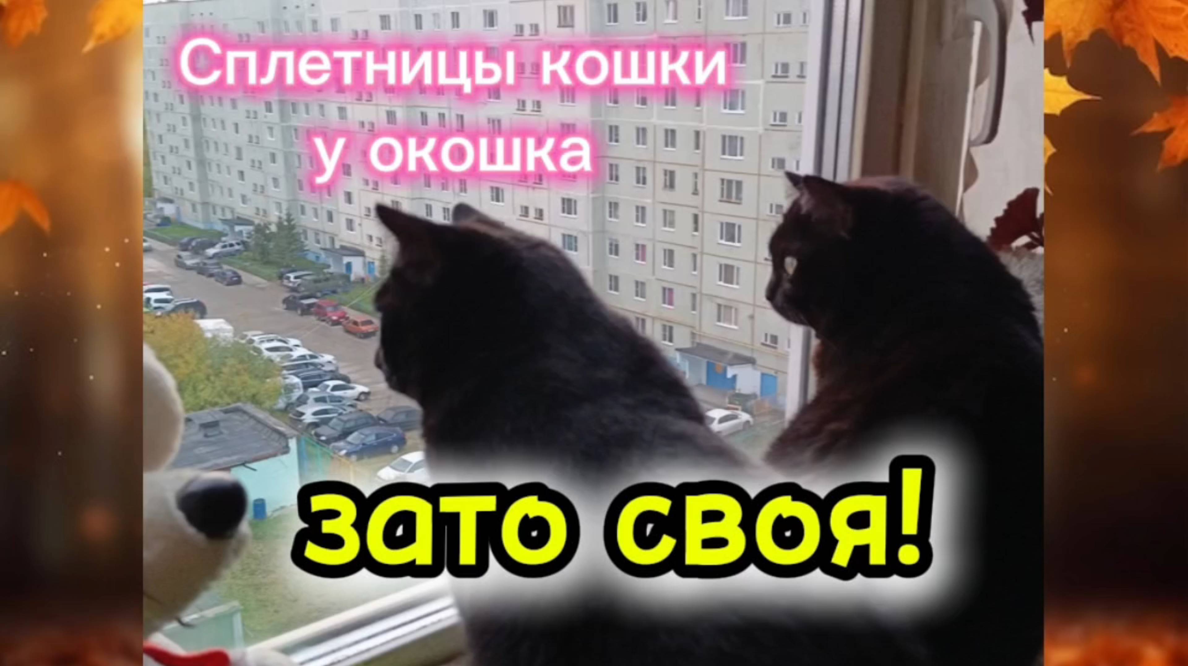 Кошки с озвучкой.