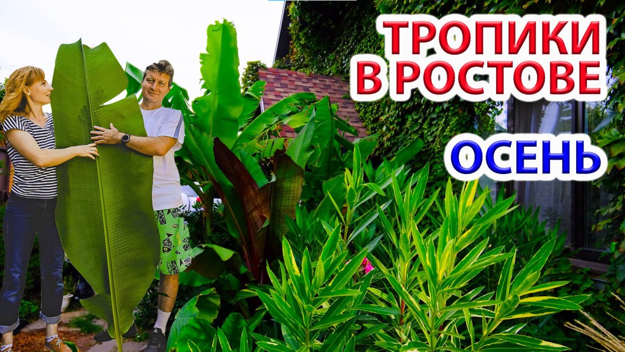 Тропики у дома. Ростов-на-Дону. Осень.