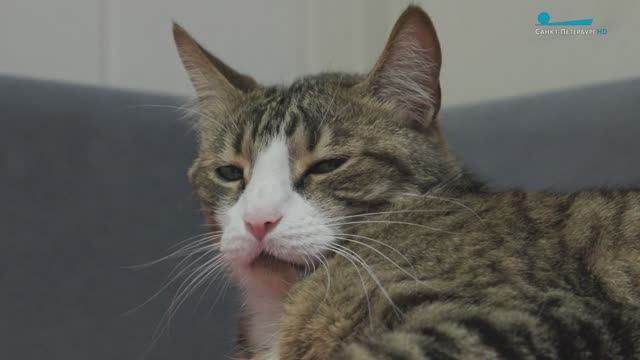 Кот Игорь - пушистый сотрудник МЧС Петербурга