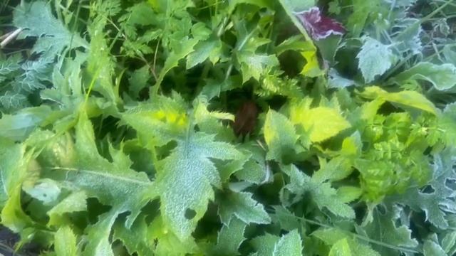 Первые заморозки 25 сентября