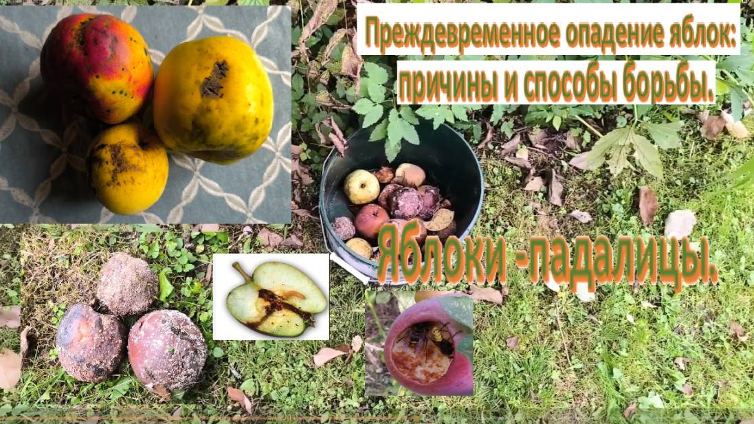 Болезни и вредителя яблок. Преждевременное опадение яблок причины и способы борьбы #яблоки_падалицы