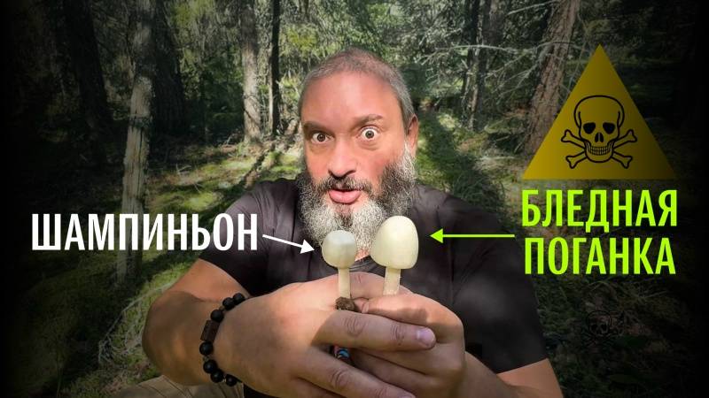 Как не перепутать и выжить. Бледная поганка, шампиньон, мухомор вонючий. Михаил Вишневский
