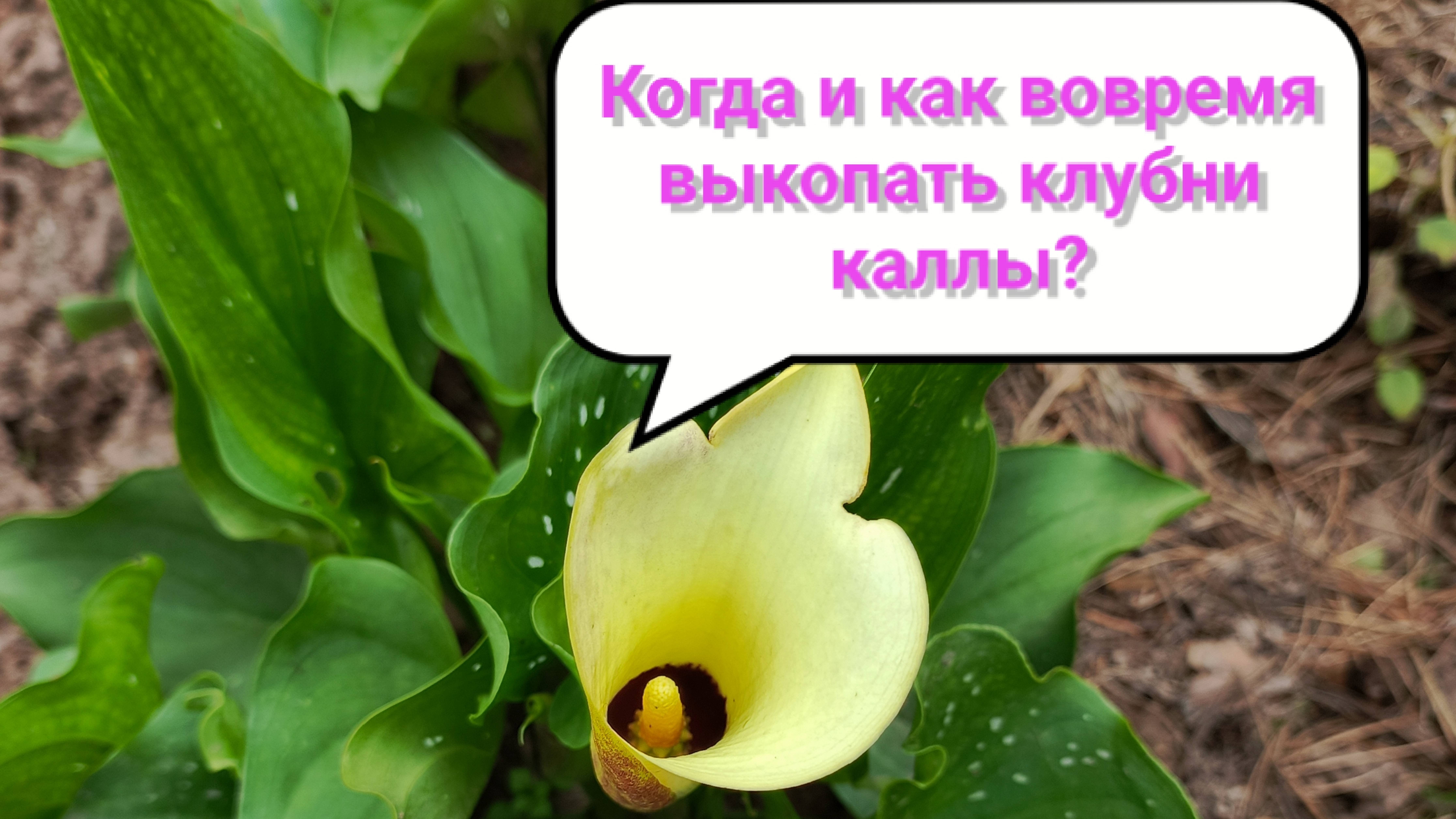 Когда выкапывать клубни каллы для хранения?
