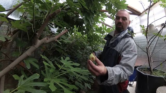 Инжир на 25.09.2025 в Самаре.