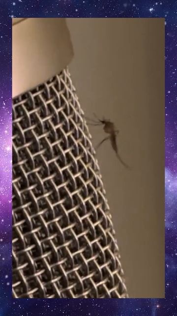 Отличный язык🤣