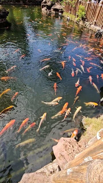 #shorts #вьетнам #фукуок Релакс с рыбками