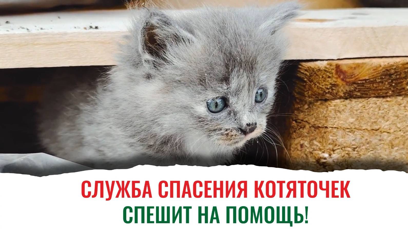 Милый пробиотик «Помоги, спаси котяточек» для ваших пушистых питомцев