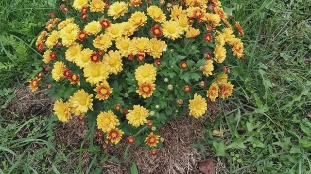 У кого не бывает будней, они всегда одеты празднично.