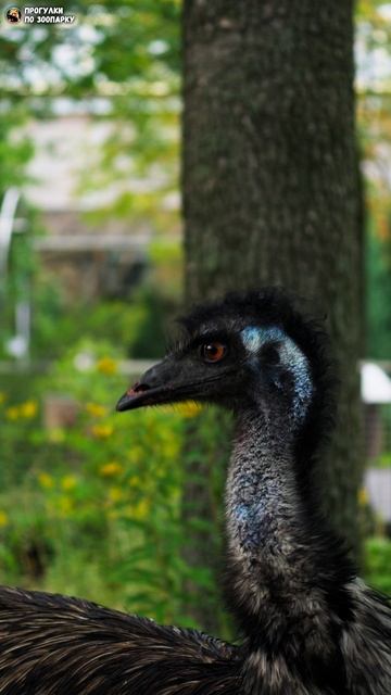 Эму Василий Иванович гонится за оператором. Ленинградский зоопарк