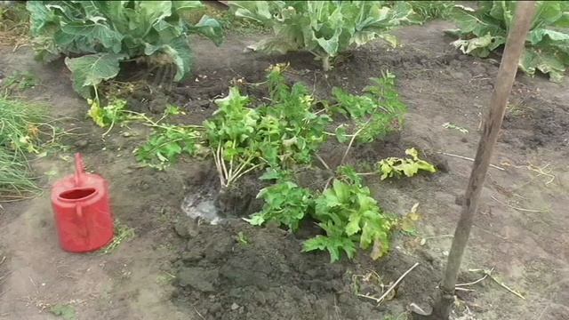 Урожайность пастернака