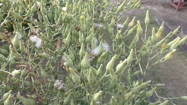 Сбор семян салата