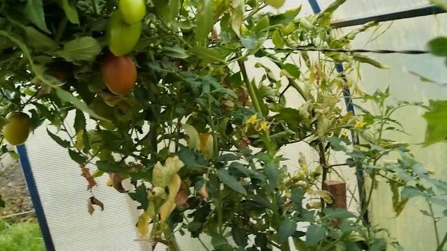 Обзор моего участка в конце сентября. Огурцы и помидоры в теплице.