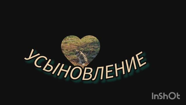 ЧЕЛОВЕК СОБАКЕ - ДРУГ #рассказыожиаотных 1000056445.mp4