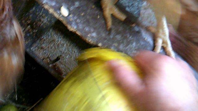 Кормление курочек 26 сентября 2025